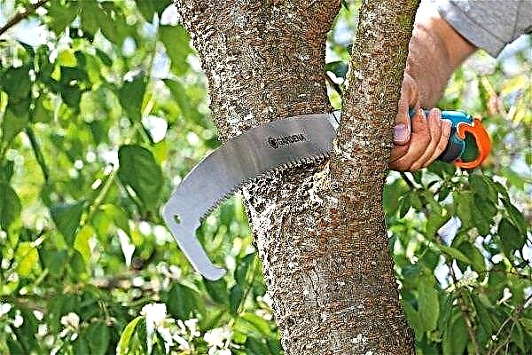 How and When to Apricot Pruning: A Complete Guide