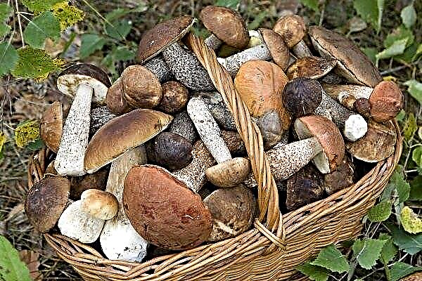 What edible and inedible mushrooms grow in the Saratov region?