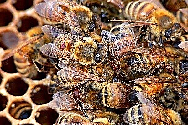 Ruang haba untuk memproses lebah dari parasit