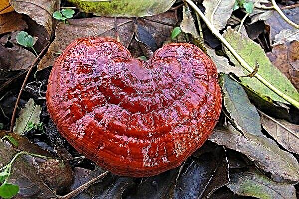 Lacquer tinder (Reishi mushrooms): appearance, where do they grow and can it be grown?