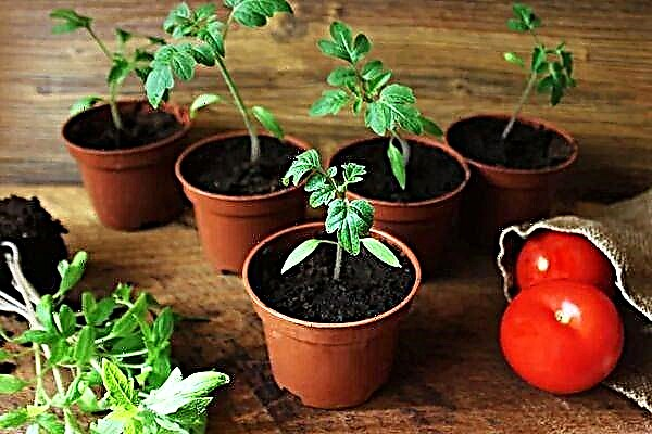 Uma colheita de mudas de tomate: por que, quando e como transplantar uma colheita?