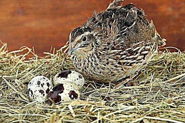 Egg-laying quail: how many eggs does a quail carry?