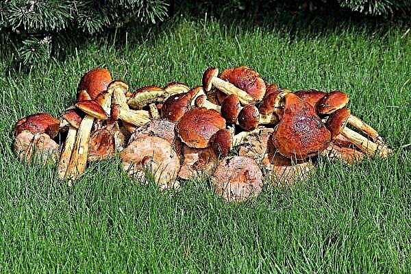Forest mushrooms of the Kaliningrad region