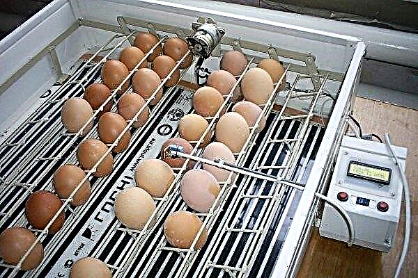Incubadora poniendo huevos