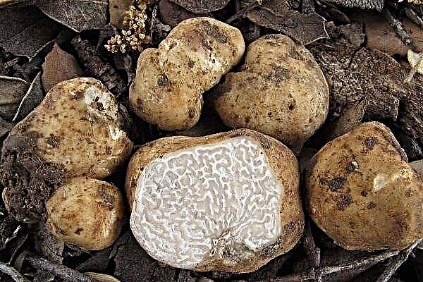 Truffle - a delicious mushroom: features and types