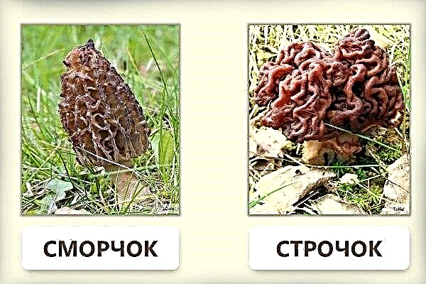 Comparison of morels and lines: how do they differ?