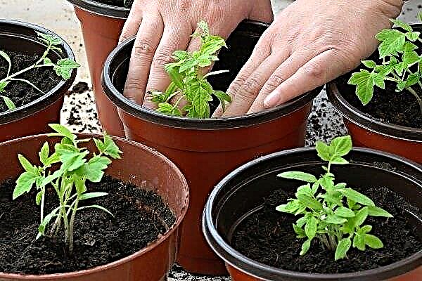 When and how to plant tomatoes for seedlings?