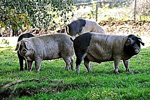 أفضل الخنازير من سلالة اللحوم مع صورة: الوصف والمزايا والعيوب