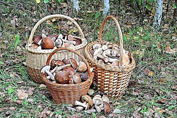 Krasnodari territooriumi söödavad ja mürgised seened: kirjeldus koos fotoga