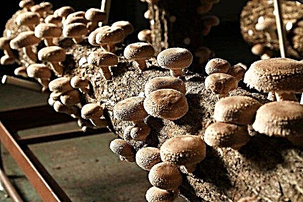 Hoe shiitake-paddenstoelen thuis kweken?
