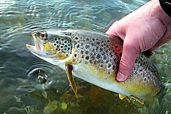 How to breed trout at home