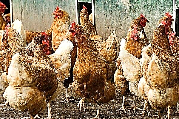 The best chicken meat and egg breeds