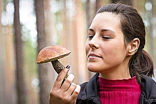 Quels champignons peuvent être mangés sans nuire à la santé? Liste des champignons comestibles