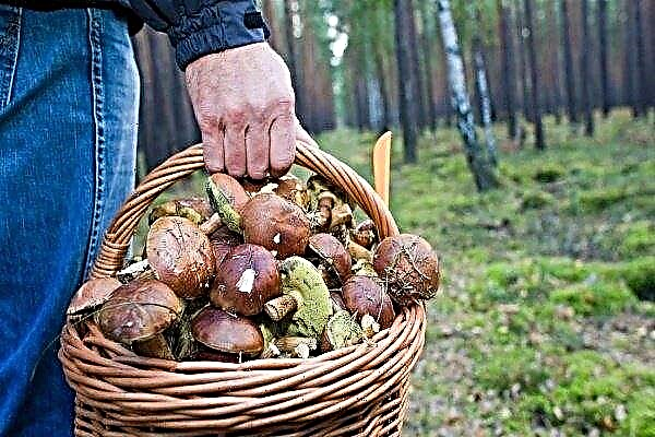 Que cogumelos crescem na Baskiria: variedades e locais de crescimento
