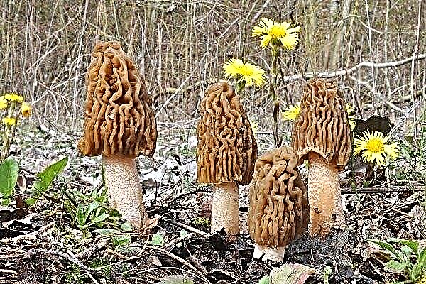 Morel hat - features, value, where and when does it grow?