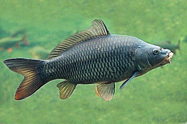 Carp breeding: features of growing at home