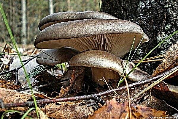Oyster mushrooms - a detailed description of mushrooms