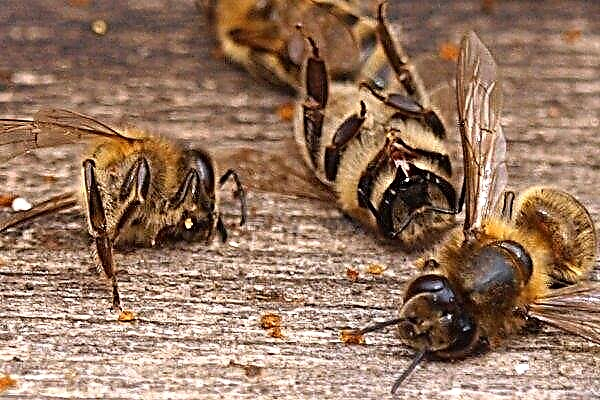 What bee diseases should beekeepers be wary of?