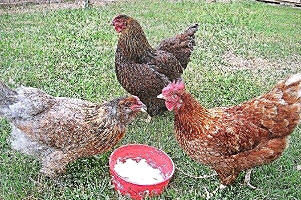 55 beste Hühnerrassen für landwirtschaftliche und private Betriebe