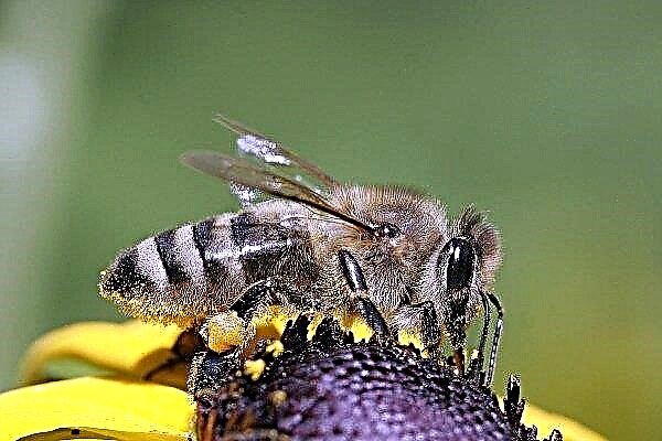 Raza gris de raza caucásica de abejas: cómo contener y cuál es su característica