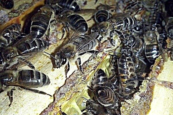 Raza de abejas de Rusia Central: características distintivas y reglas para cuidarla