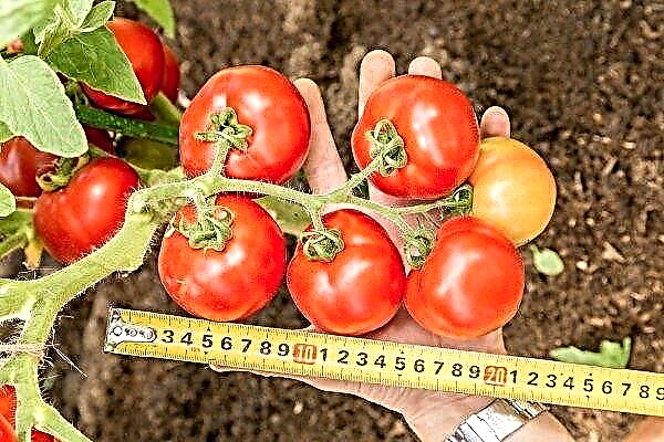 Colheita de tomate ultra-precoce Lyubasha