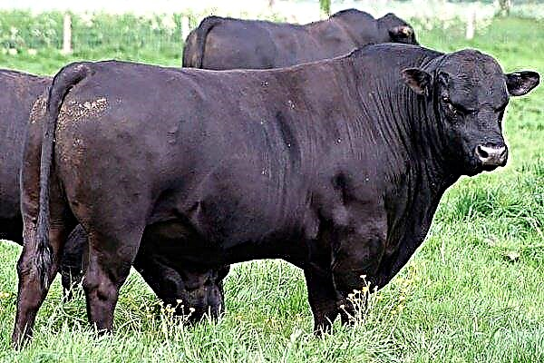 Aberdeen Angus Cow Breed: Care Features and Productivity