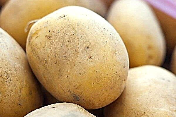 Variedade de batatas Meteor: descrição e características do cultivo
