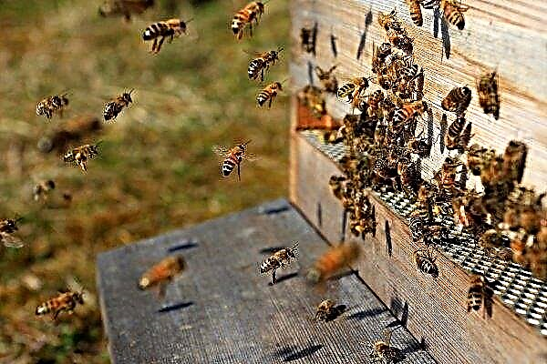 꿀벌 가족의 구성 : 개발, 내용 및 기능