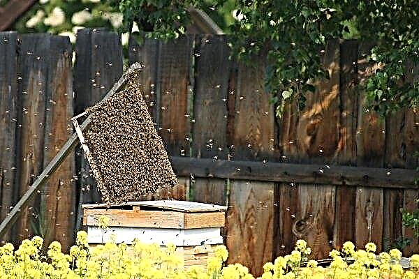 How to stop bee swarming: effective methods