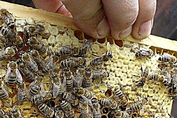 Race d'abeilles Krajina - une description détaillée et les caractéristiques