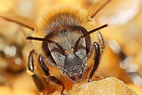 Africanized bees: what do they look like, where do they live, and what are they dangerous?