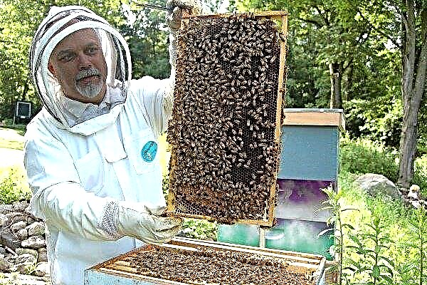 Mikä on merkittävää Ukrainan mehiläishoitoa?
