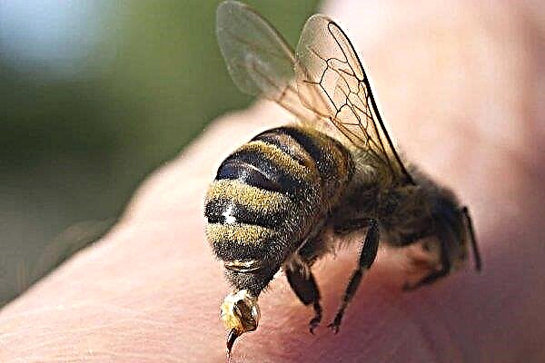 Bijengif: de samenstelling, het effect en de toepassingsmethoden