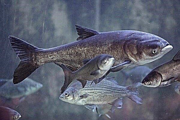 أسماك الكارب الفضي: الخصائص وأسلوب الحياة والصيد والتربية