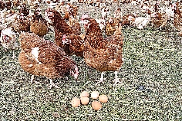 Highsex chickens: appearance and keeping rules