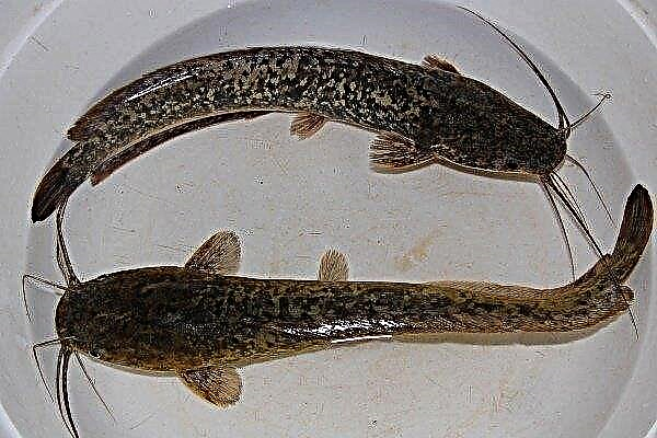 African Catfish Catfish: egenskaber, regler for opbevaring og avl