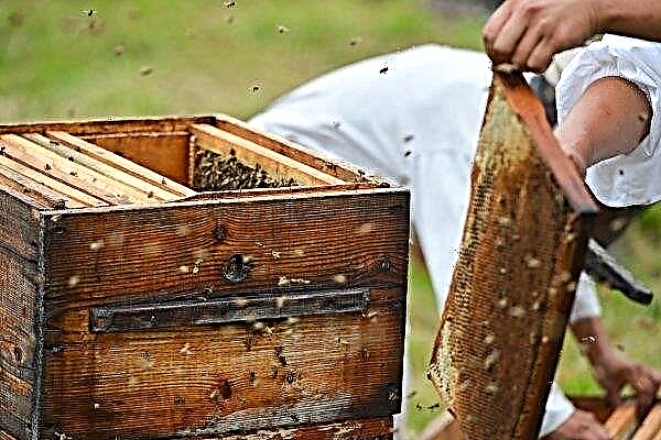 Distinctive characteristics and difficulties of beekeeping in Russia