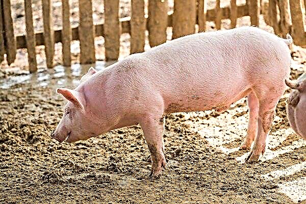 Landrace pigs: breed characterization, keeping and breeding