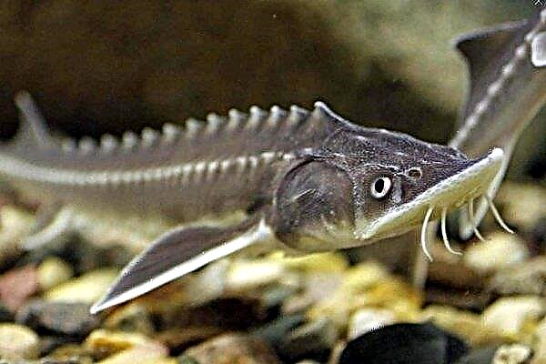 Ryba Jesiotr: gatunek, siedlisko, rybołówstwo i hodowla