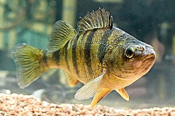 Fish perch: features, species, fishing and breeding