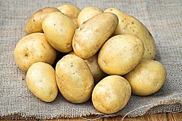 Kartoffelsorten Uladar: Beschreibung und Merkmale des Anbaus