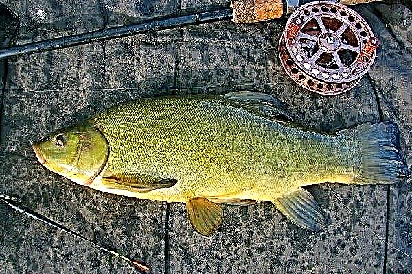 Fish tench: characteristics, lifestyle, how to catch and fishing business