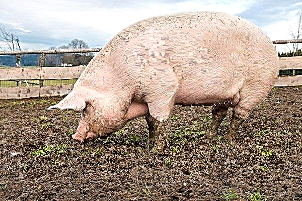 大きな白い豚：品種の詳細なレビュー