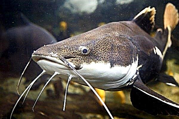 Catfish fish: characteristics, living conditions, lifestyle, fishing and rearing