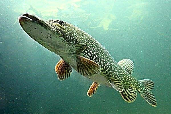 Pike fish: characteristics, types, features of cultivation and fishing