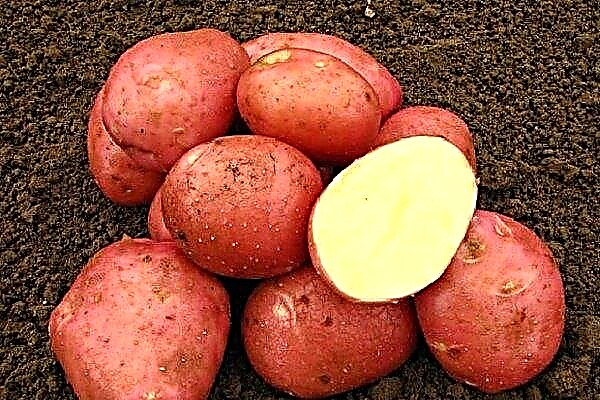 Variétés de pomme de terre "Cerise": caractéristiques, caractéristiques de la culture et des soins