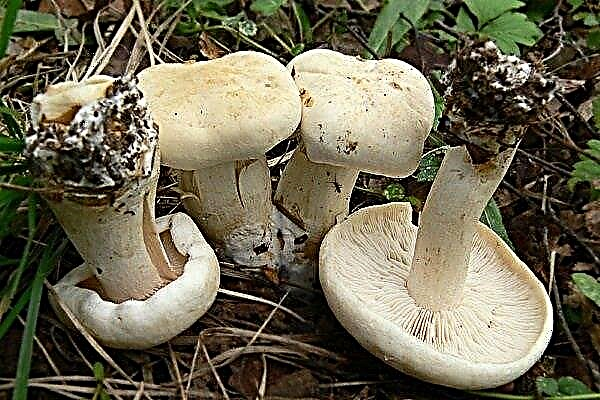 Witte Ryadovka: beschrijving, groei, eetbaarheid, teelt en soortgelijke paddenstoelen