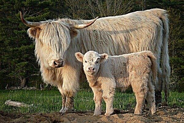 "Highland" - uma descrição da raça escocesa de vacas