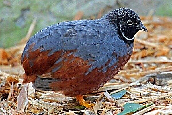 "Chinese painted" - decorative quail